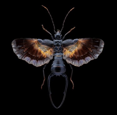 Allodahlia scabriuscula