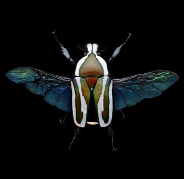 Dicronorrhina derbyana