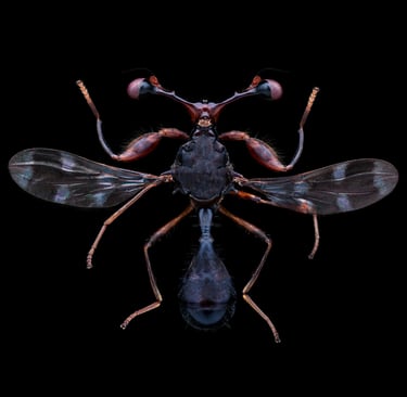 Diopsidae sp