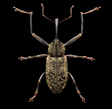dorytomus longimanus