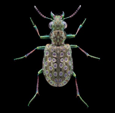 Elaphrus riparius