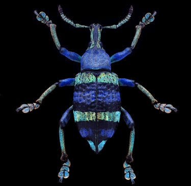 Eupholus schoenherri