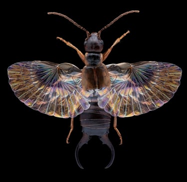 Forficula auricularia