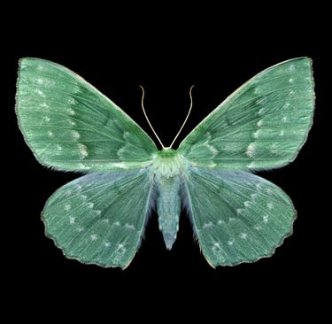 geometra papilionaria