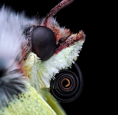 Gonepteryx rhamni Head