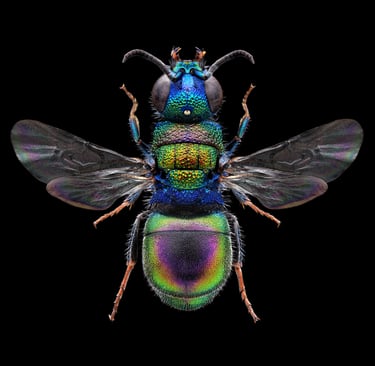 Hedychridium jucundum female