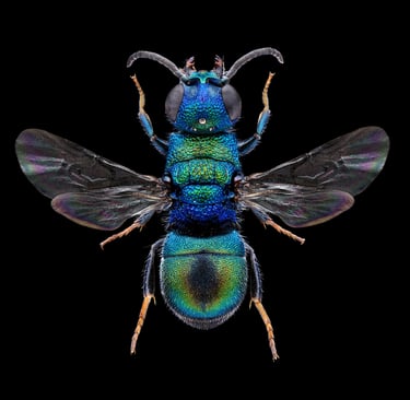 Hedychridium jucundum male