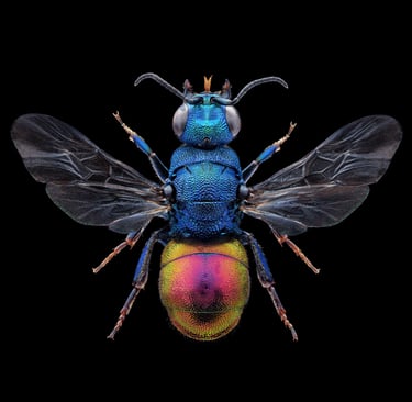 Hedychrum gerstaeckeri