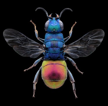 Hedychrum longicolle