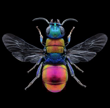 Hedychrum nobile female