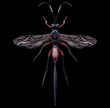 Ichneumonidae