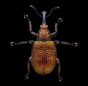 Involvulus cupreus