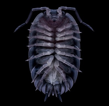 Isopoda 