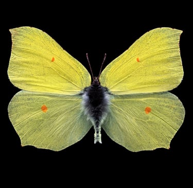 Gonepteryx rhamni