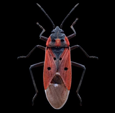 Lygaeus creticus