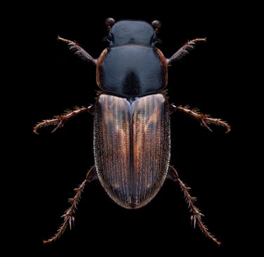 Melinotropus cf. prodromus