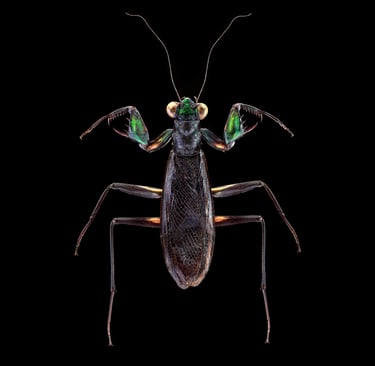 Metallyticus splendidus