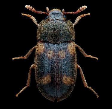 mycetophagus quadriguttatus