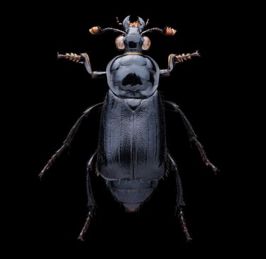 Nicrophorus humator