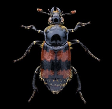 Nicrophorus vespillo totengräber käfer