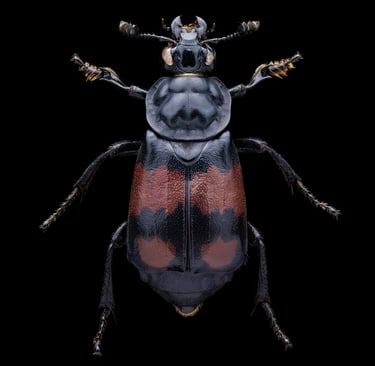 Nicrophorus vespilloides