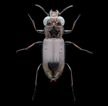 notiophilus biguttatus