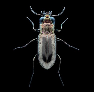 Notiophilus substriatus