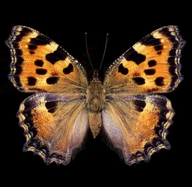 Nymphalis polychloros