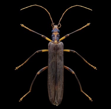 Oedemera femoralis