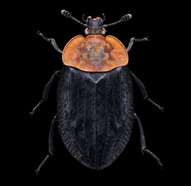 Oiceoptoma thoracica
