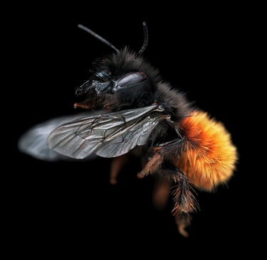 Osmia cornuta