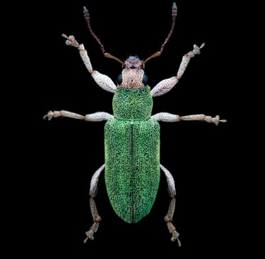 Pachyrhinus lethierryi