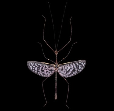 Phasmatodea sp