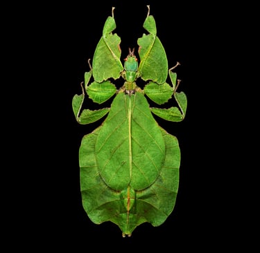 Phyllium biocolatum pulchrifolium