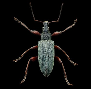 Phyllobius glaucus alneti