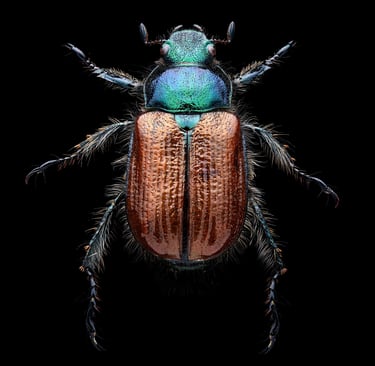 Phyllopertha horticola