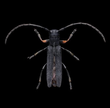 Phytoecia cylindrica