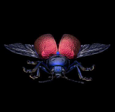 Platycorynus chapanus