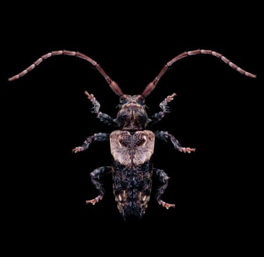 Pogonocherus hispidus