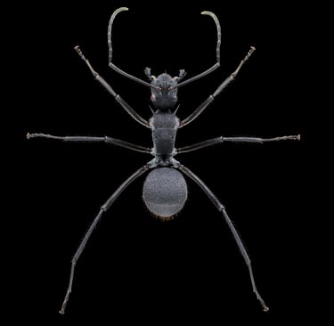 Polyrhachis sp.