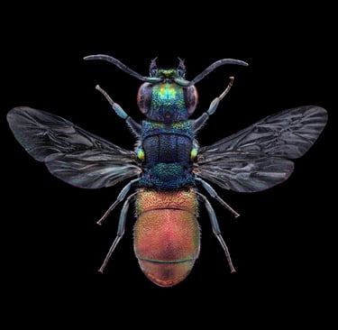 Pseudochrysis neglecta female