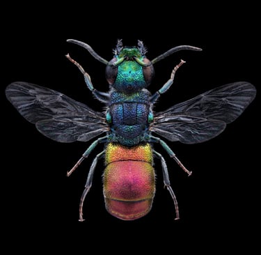Pseudochrysis neglecta male