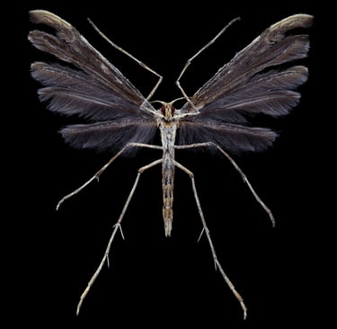 Pterophoridae