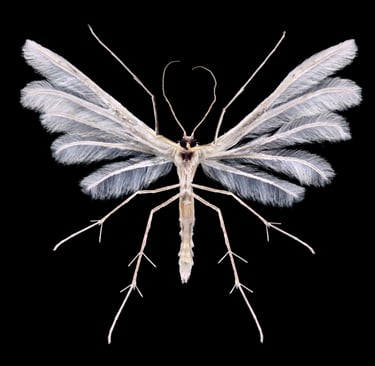 pterophorus pentadactyla