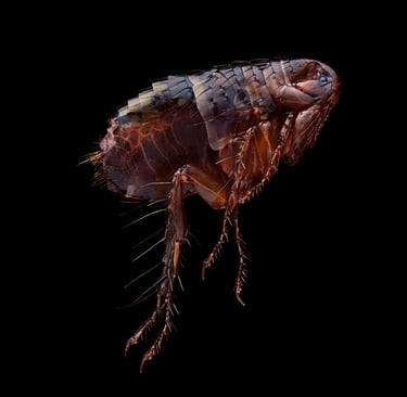 Pulicidae flee floh