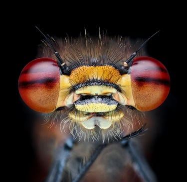 Pyrrhosoma nymphula Head