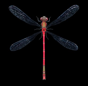Pyrrhosoma nymphula