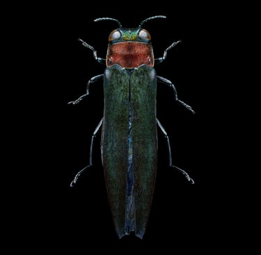 Agrilus sp.