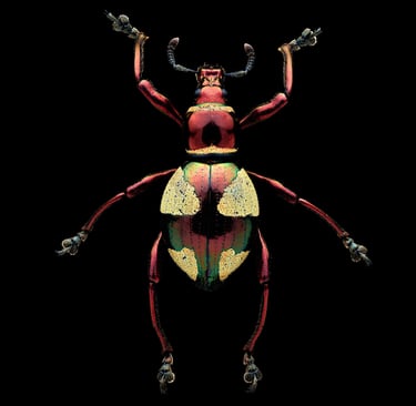 Pachyrhynchus amabilis