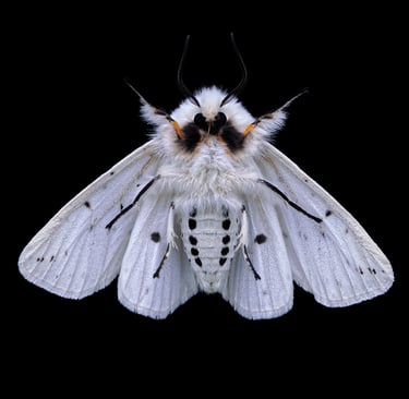 Spilosoma lubricipeda